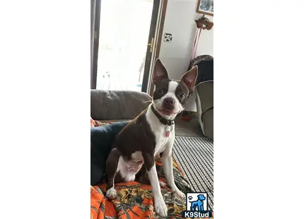 a boston terrier dog sitting on a couch